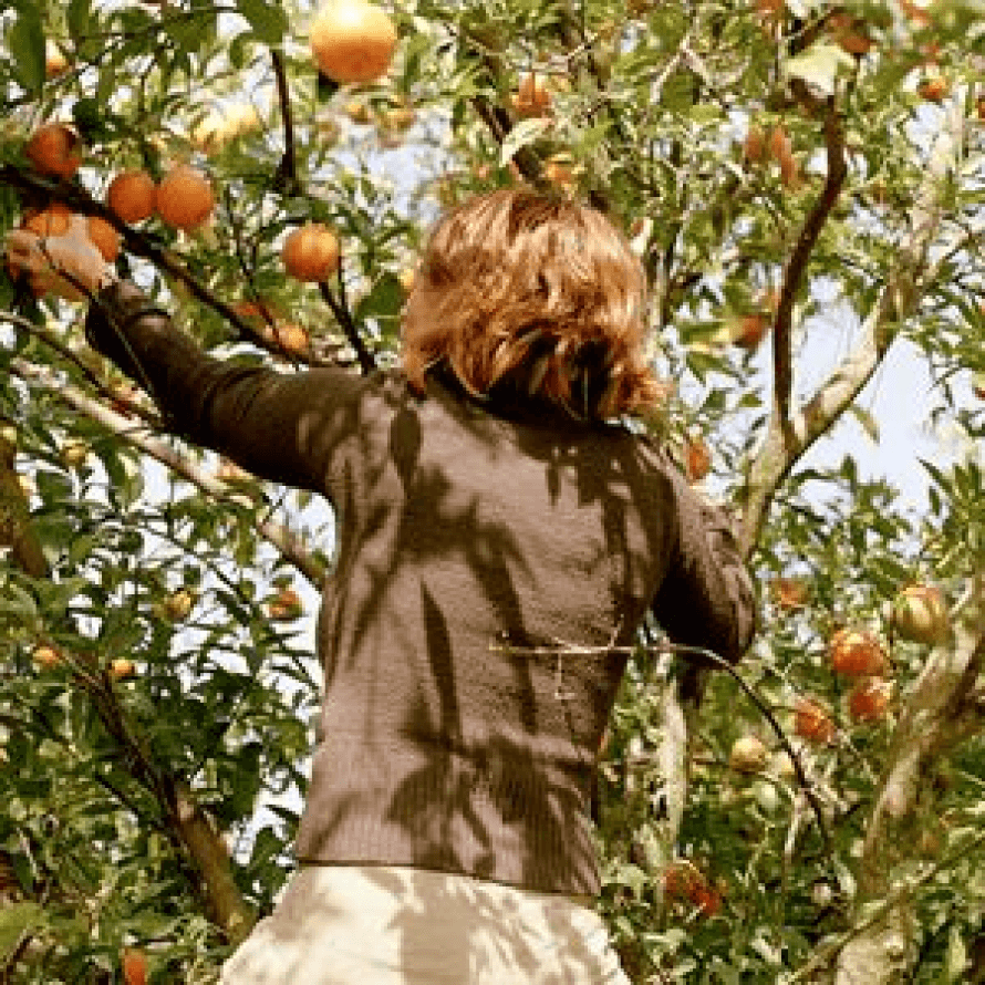Oranges
