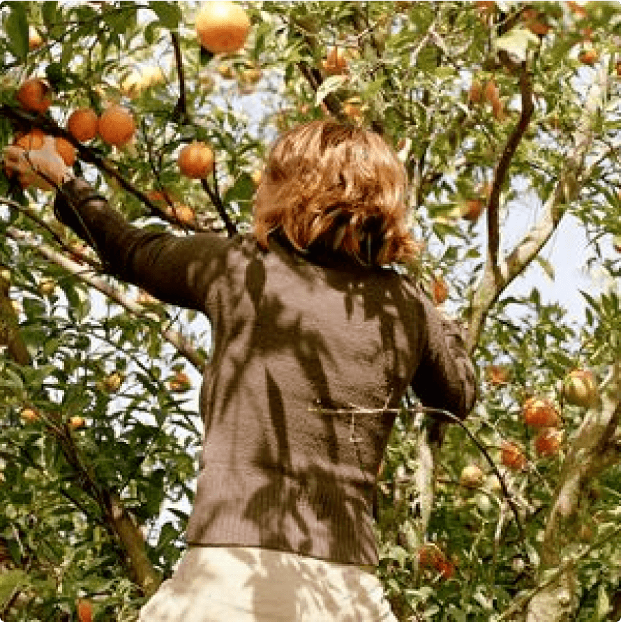 oranges